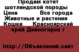 Продам котят шотландской породы › Цена ­ 2 000 - Все города Животные и растения » Кошки   . Красноярский край,Дивногорск г.